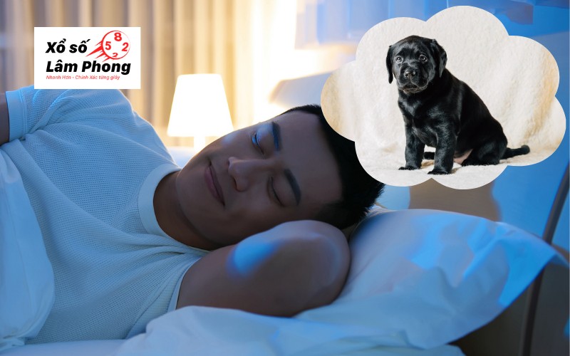Các điềm báo về giấc mơ thấy chó đen là hên hay xui?
