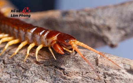 Giấc mơ rết cắn nhau báo hiệu sóng gió tình cảm sắp đến?