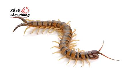 Mơ thấy mình giết rết – Khi tâm trí đang chiến đấu với chính nỗi sợ bên trong