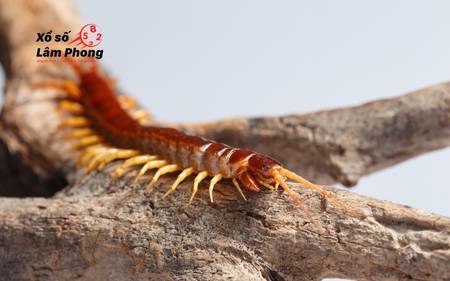 Mơ thấy rết vàng – Khi thành công khiến bạn trở thành tâm điểm của sự ganh ghét!
