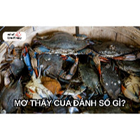 Mơ thấy cua mang ý nghĩa lành hay hung? Có thật sự đáng lo?