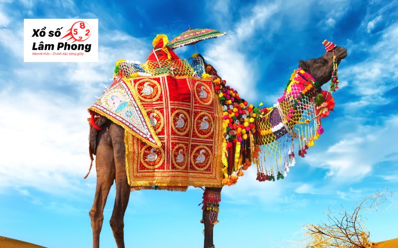 mơ thấy lạc đà