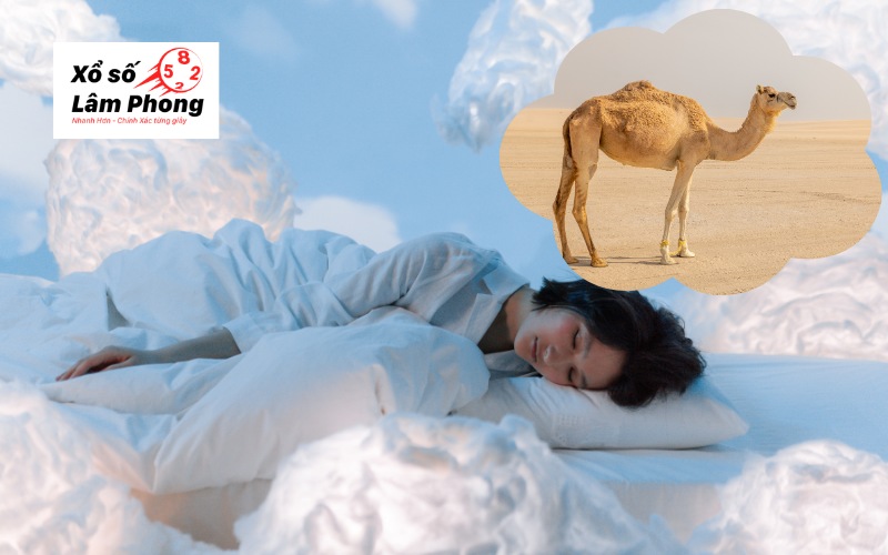 mơ thấy lạc đà