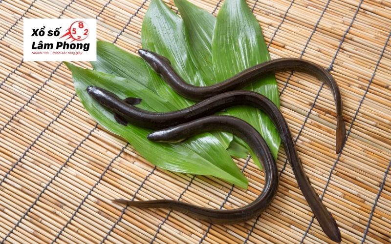 Giấc mơ thấy lươn: Tốt hay xấu, đánh con gì giúp đổi vận?