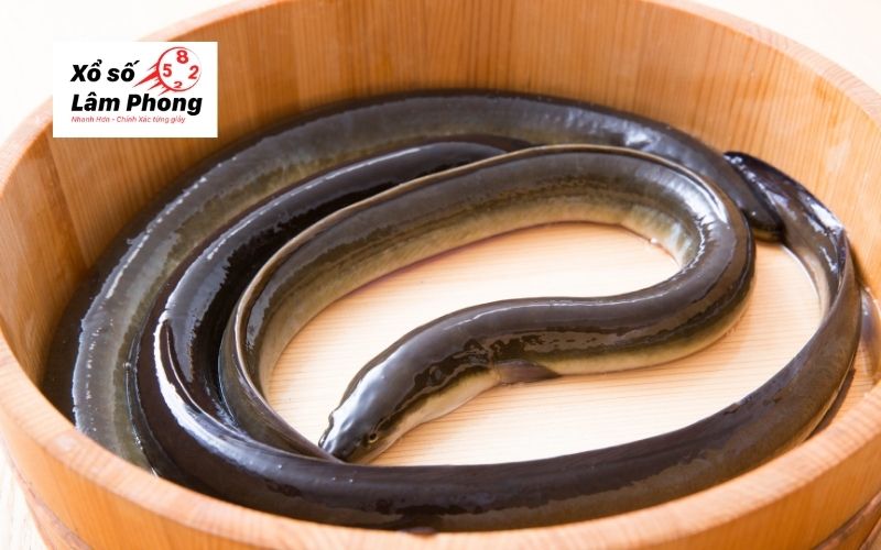 Mơ thấy lươn điềm báo gì?