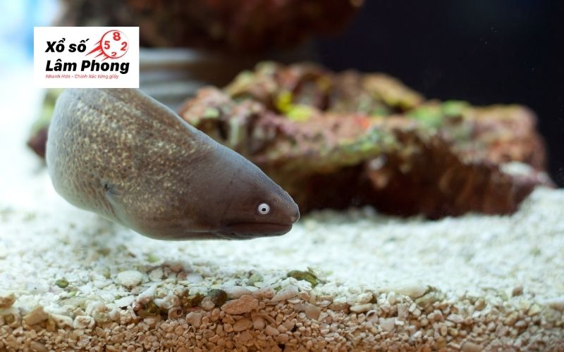 Giải mã giấc mơ thấy lươn theo từng trường hợp