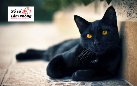 Nằm mộng thấy mèo đen của người khác