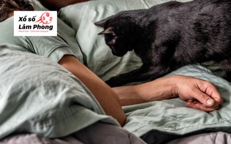 Nằm mộng thấy mèo đen nhảy lên người