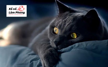 Những con số may mắn ẩn sau giấc mơ thấy mèo đen