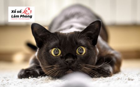 Giải mã giấc mơ thấy mèo đen: Liệu con số nào đang gọi tên bạn?