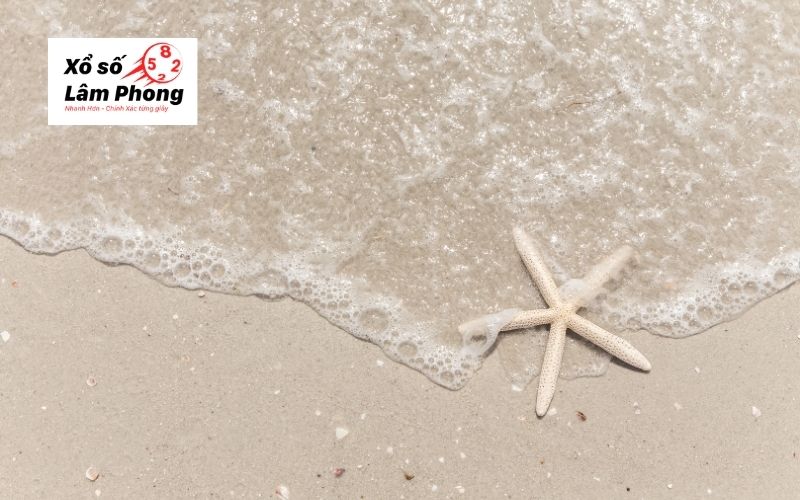Ý nghĩa từng giấc mơ thấy sao biển
