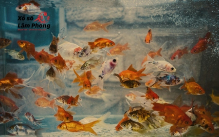 Khao khát tự do, muốn bung tỏa, sáng tạo