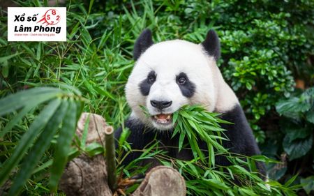 Mơ thấy gấu trúc